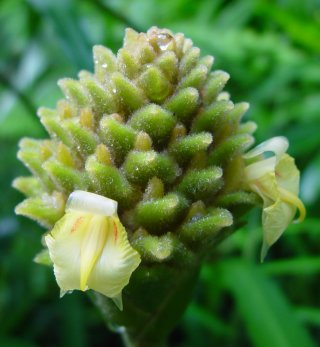 Zingiber_gramineum-flower.jpg