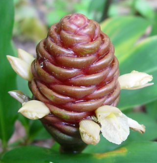 Zingiber_ottensii-flower.jpg