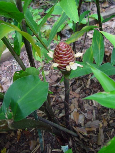 Zingiber_ottensii-inflor.jpg