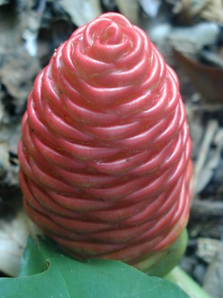 Zingiber_zerumbet-flower.jpg
