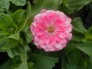 zinnia%2001.jpg