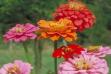 zinnia%2002.jpg