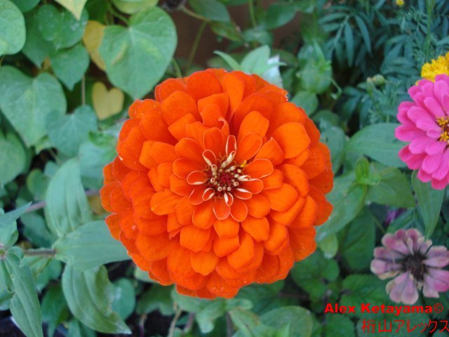 Zinnia%20Gigante_01.jpg