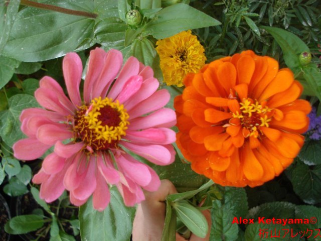 Zinnia%20Gigante_02.jpg