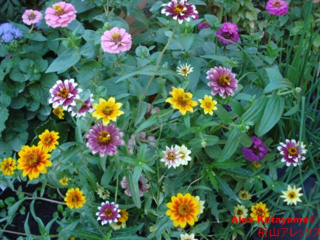 Zinnia%20persa.jpg