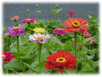 zinnia-e.jpg