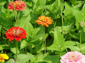 zinnia-elegans-1.jpg