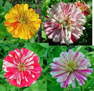 zinnia-elegans-2.jpg