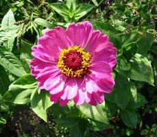zinnia-elegans.jpg