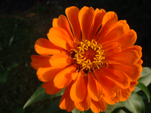 zinnia-flores.jpg