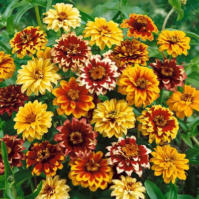 Zinnia-haageana-Persian-Carpet.jpg