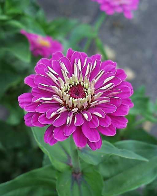 zinnia.jpg