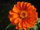 zinnia.jpg