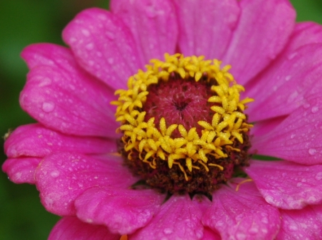 zinnia1.jpg