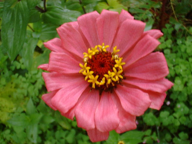 Zinnia8.JPG