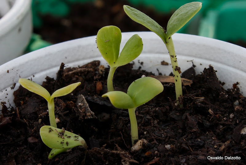 zinnias%2520gigantes2_L.jpg