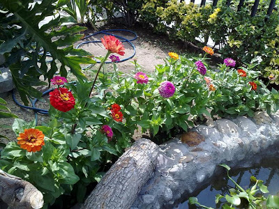 zinnias+pato.JPG