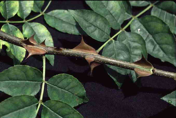 Ziziphus_jujuba.jpg