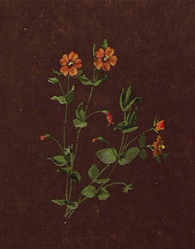ZM_01_anagallis003197.jpg