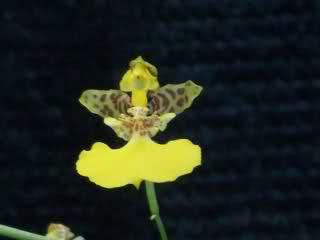 zn639w.jpg