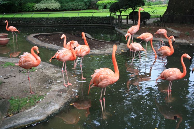zoo-amberes-flamencos-rosados.jpg