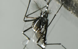 zoonosis-emergentes.jpg