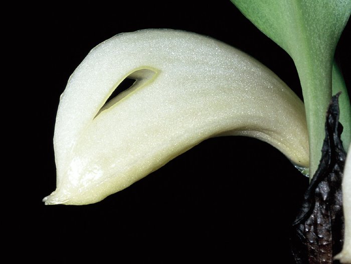 zootrophionvulturicepskasey1_9.jpg