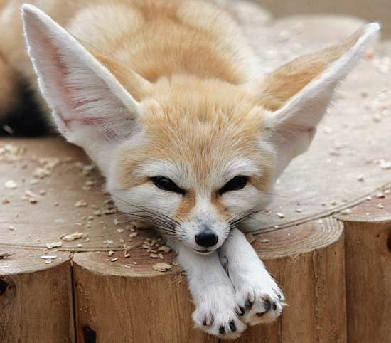 zorro-fenec-peresoso.jpg