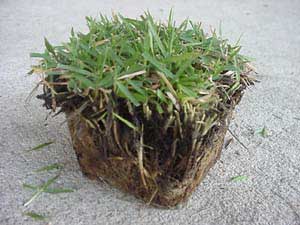 zoysia-japonica-2.jpg