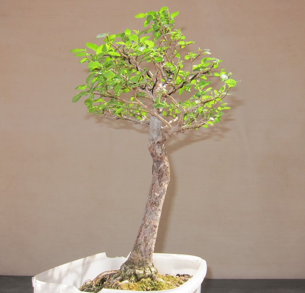 zPU4b46nZy2RaaO-ydDclRf65M-nldTdk0HAeOwmQ-5A=w998-h955-no.jpg