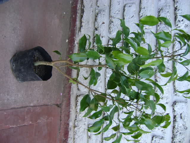 zss22f.jpg