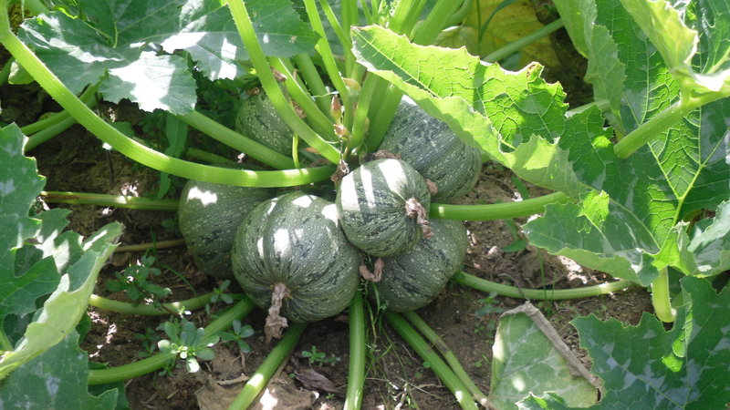 Zucchini_rund_nizza.jpg