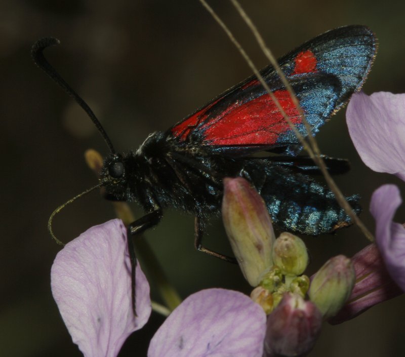 Zygaena%20sp_5390.jpg