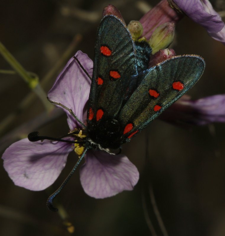 Zygaena%20sp_5392.jpg