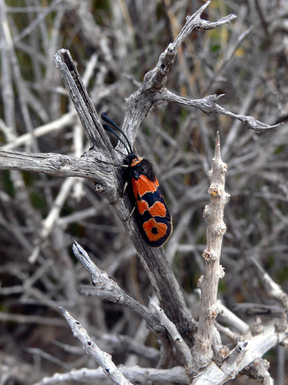 Zygaena_fausta.jpg