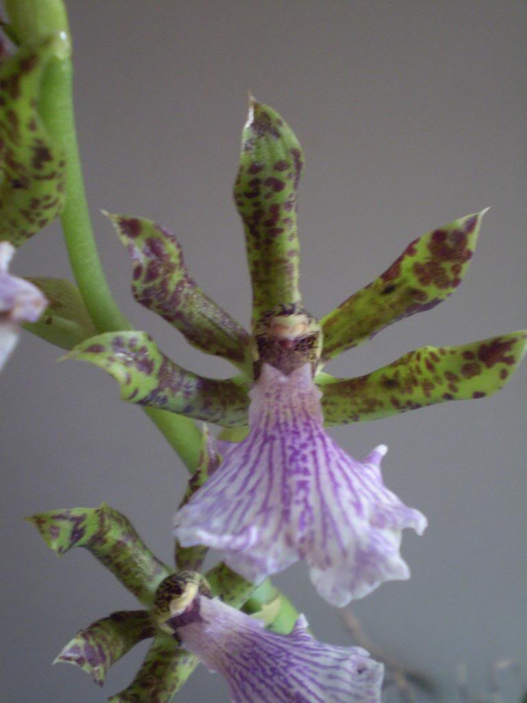 Zygode4palida_zps010e66bf.jpg