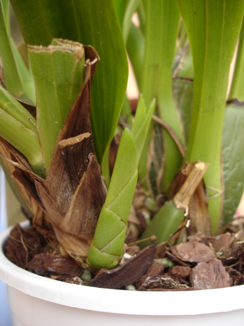 Zygopetalum 03.JPG