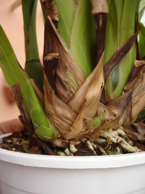 Zygopetalum 04.JPG