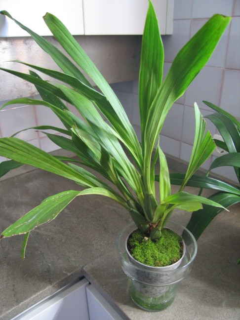 zygopetalum%201.JPG