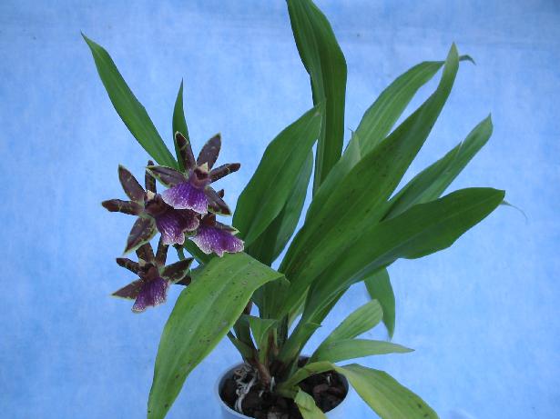 Zygopetalum.jpg