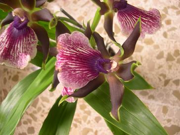 Zygopetalum.JPG