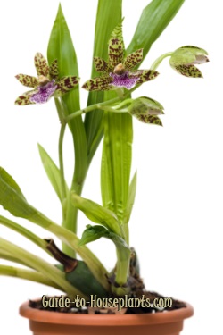 zygopetalum-orchid.jpg