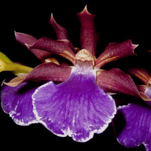 ZYGOPETALUM_5.jpg