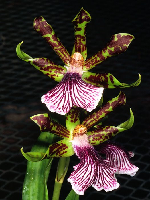 zygopetalumcrinitum2_11.jpg