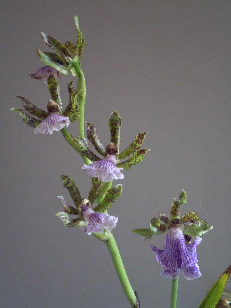 Zygopetalumx226_zps0f09f4f2.jpg