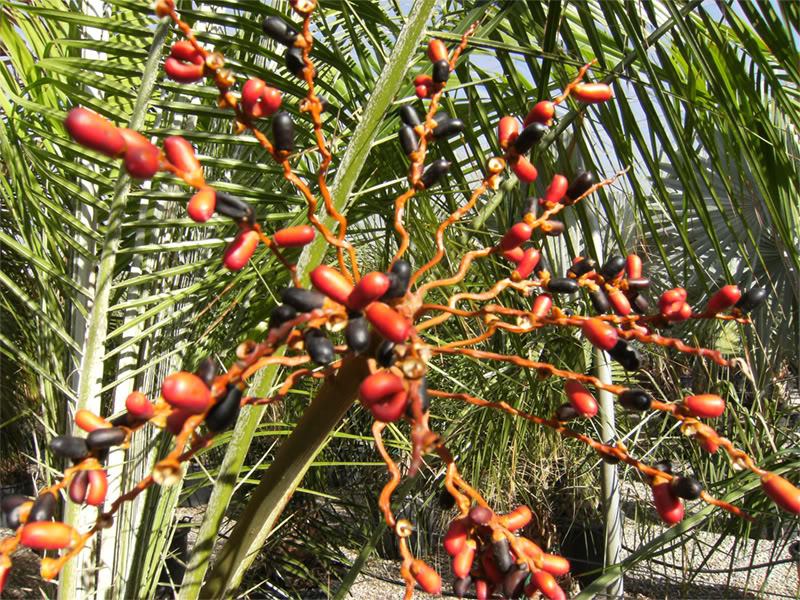 zzz071207-medipalm-008.jpg