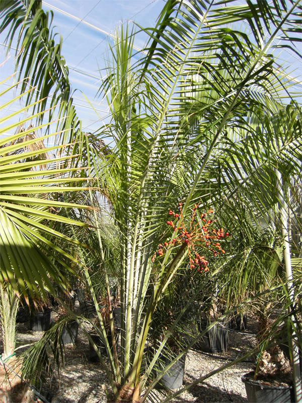 zzz071207-medipalm-009.jpg
