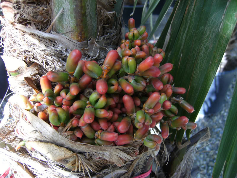 zzz071207-medipalm-010.jpg