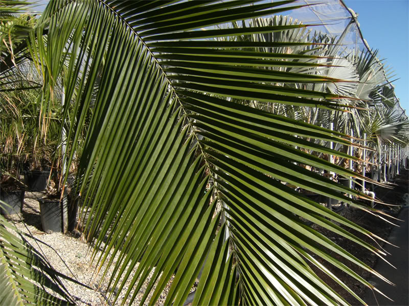zzz071207-medipalm-011.jpg