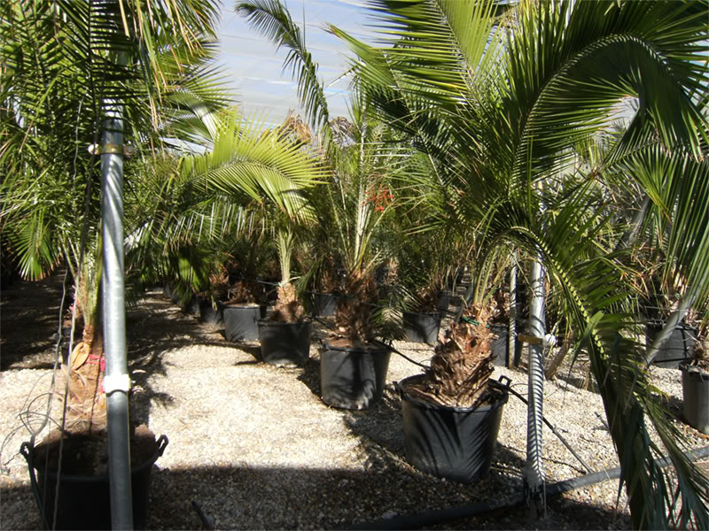 zzz071207-medipalm-012.jpg